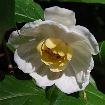 Sinocalycanthus_chinensis.JPG