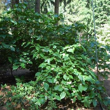 Sinocalycanthus_chinensis_Park.jpg