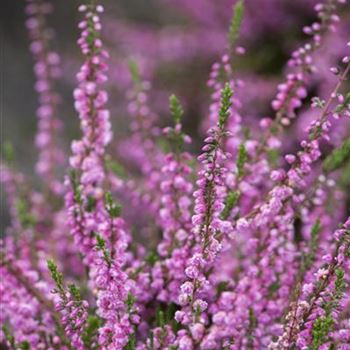 Calluna vulgaris 'Red Favorit'®