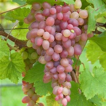 Vitis_Katharina_HRM_R2.jpg