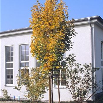 Acer_platanoides_Columnare_2000_3246.jpg