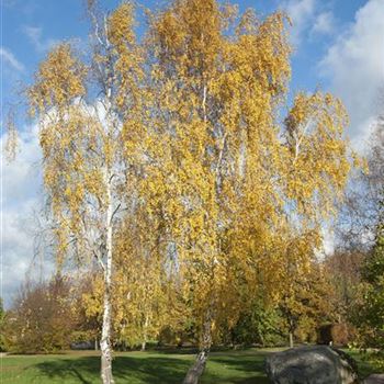 Betula_pendula_2006_7759.jpg