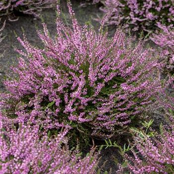 Calluna vulgaris 'Red Favorit'®