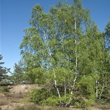 Betula_pendula_2007_0562.jpg