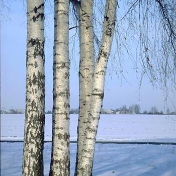 Betula_pendula_1999_0777_b.jpg