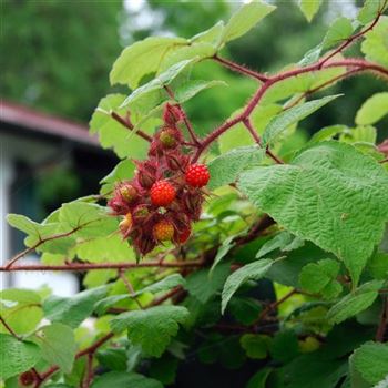 Rubus_phoenicolasius_2007_4374_b.jpg