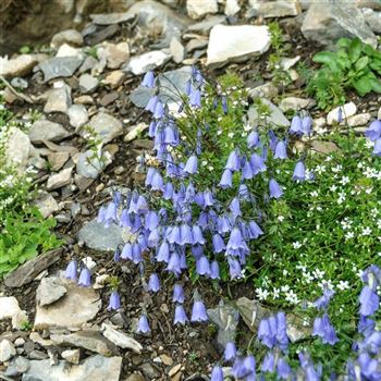 Campanula_cochleariifolia_HRM_Q3.jpg