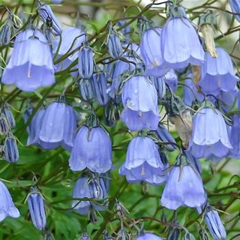 Campanula_cochleariifolia_HRM_Q1.jpg