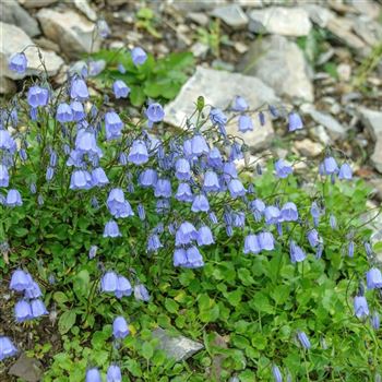 Campanula_cochleariifolia_HRM_Q2.jpg