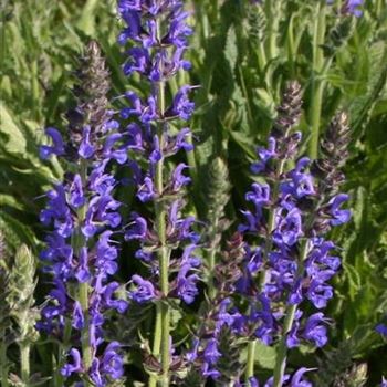 Salvia_nemorosa_Ruegen_HRM_R3.jpg