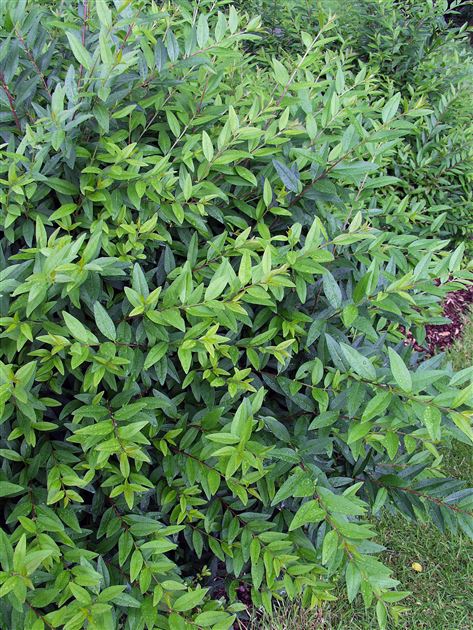 chia plant Chia Seeds - For 2026 Planting Salvia Hispanica Herb Purple White main image 0