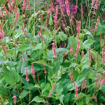 Polygonum_amplexicaule_Atropurpureum_HRM_Q1.jpg