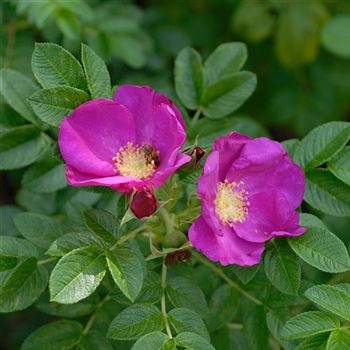 Rosa_rugosa_2006_4880_q.jpg