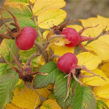 Rosa_rugosa_1990_1313_q.jpg