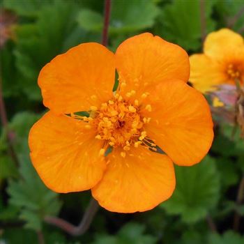 Geum_x_heldreichii_Georgenberg_WI_Q1.jpg