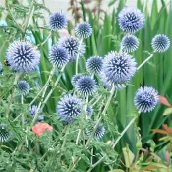 Echinops_bannaticus_Blue_Globe_HRM_Q1.jpg