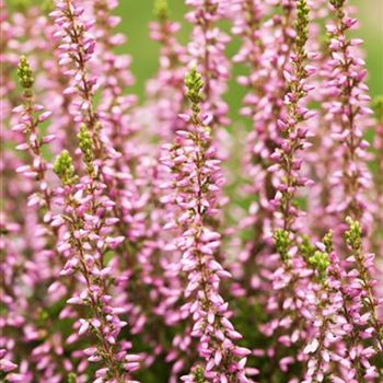 Calluna vulgaris Gardengirls® 'Rosita'