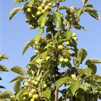 Malus_Golden_Hornet_Fruchtansatz_1S1B7763.JPG