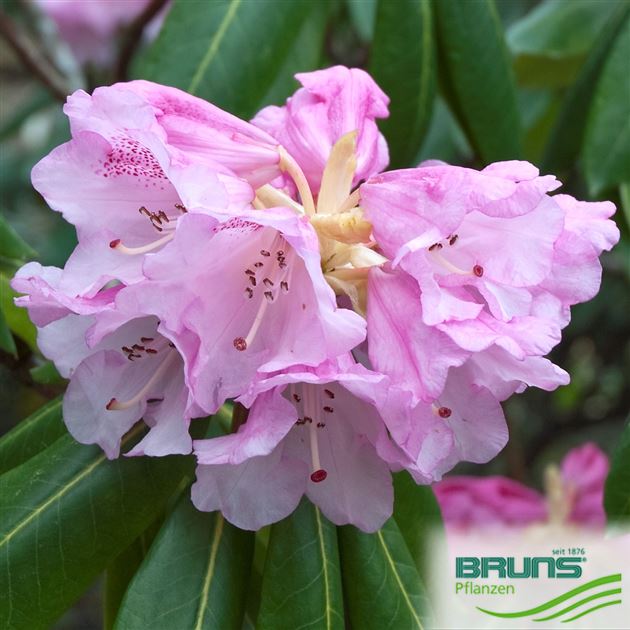 Rhododendron oreodoxa von Bruns Pflanzen