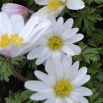 Anemone_blanda_White_Splendour_RD_R2.jpg