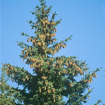 Picea_pungens_199_1246.jpg