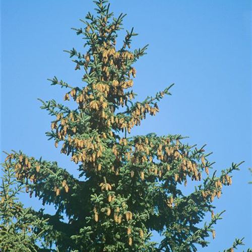 Picea pungens
