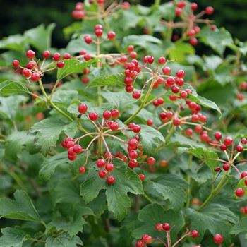 Viburnum_opulus_Compactum_2006_4678_q.jpg