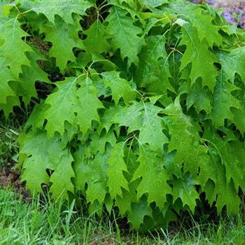 Quercus_palustris_Green_Dwarf_2009_2396.jpg