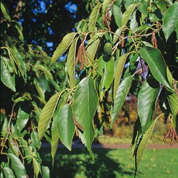 Alnus_spaethii_2000_3575.jpg