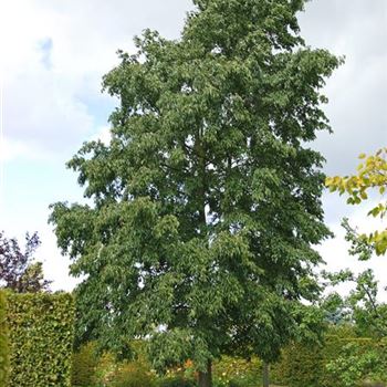 Alnus_spaethii_2008_8450.jpg