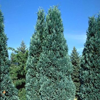 Chamaecyparis_lawsoniana_Alumii_1999_5073.jpg