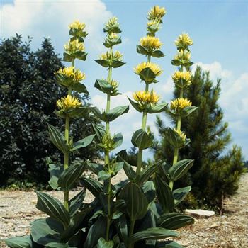 Gentiana_lutea_HRM_Q3.jpg