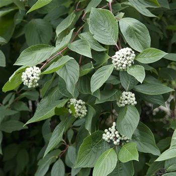 Cornus_alba_2008_8203.jpg