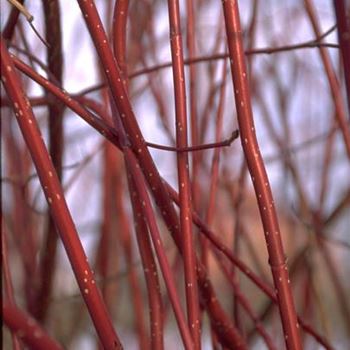 Cornus_alba_1999_0681.jpg