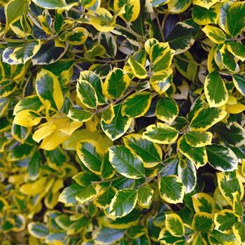 Ilex_×_altaclerensis_Golden_King_2006_3035.jpg