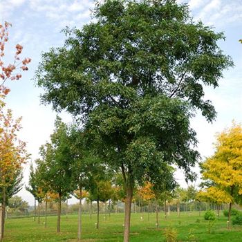 Robinia_pseudoacacia_Unifoliola_HRM_2283.jpg