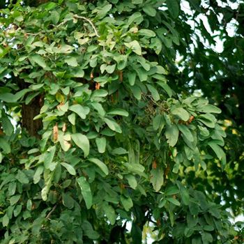 Robinia_pseudoacacia_Unifoliola_HRM_2285.jpg