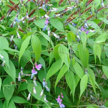 Lathyrus_vernus_HRM_Q1.jpg