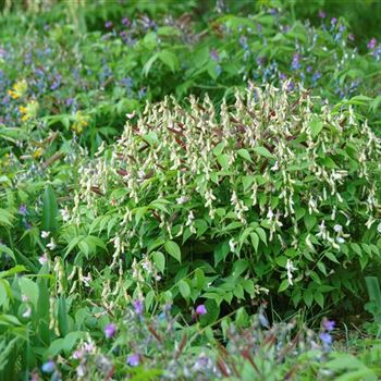 Lathyrus_vernus_HRM_Q3.jpg