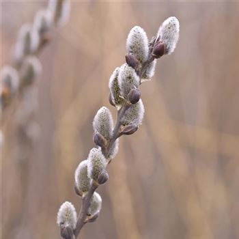 Salix_cinerea_2008_0274.jpg