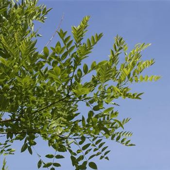 19_SOPHORA_JAPONICA_REGENT.JPG