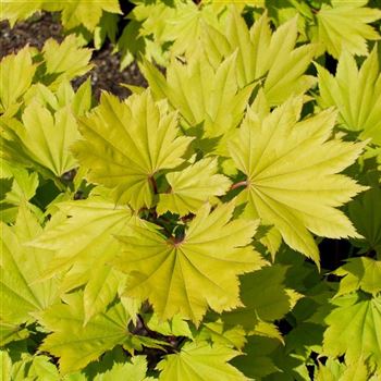 Acer_shirasawanum_Aureum_2008_1653_q.jpg