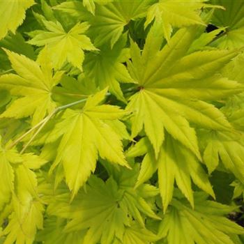 Acer_shirasawanum_Aureum_GR_R3.JPG