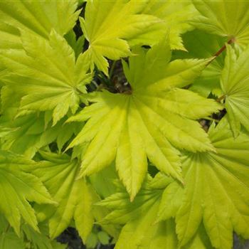 Acer_shirasawanum_Aureum_GR_R1.JPG