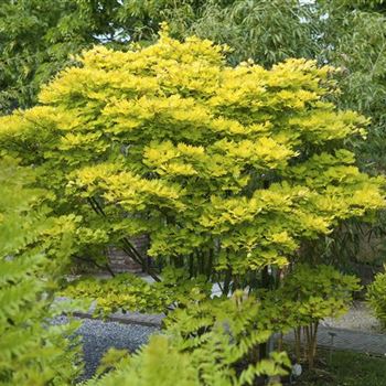 Acer_shirasawanum_Aureum_2009_2783.jpg