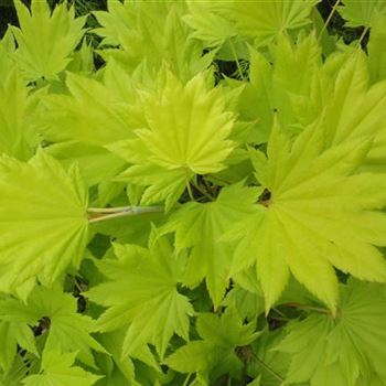 Acer_shirasawanum_Aureum_GR_R2.JPG