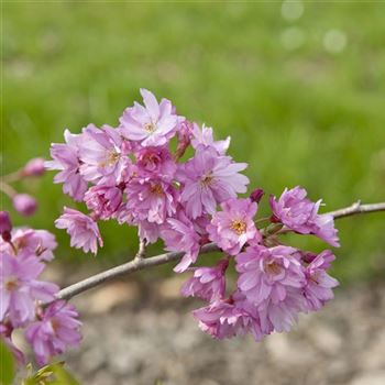 Prunus_subhirtella_Fukubana_2007_0306.jpg