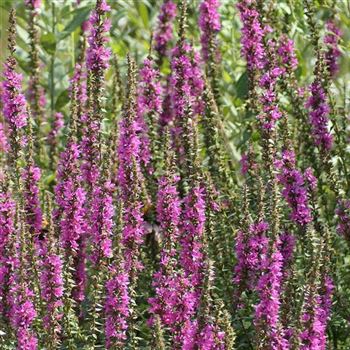 Lythrum_salicaria_Zigeunerblut_HRM_Q1.jpg