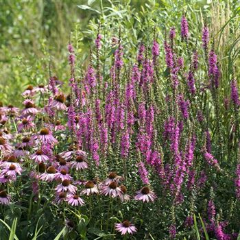 Lythrum_salicaria_Zigeunerblut_HRM_Q2.jpg