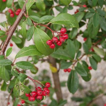 Cotoneaster_watereri_Pendulus_1990_0149_q.jpg